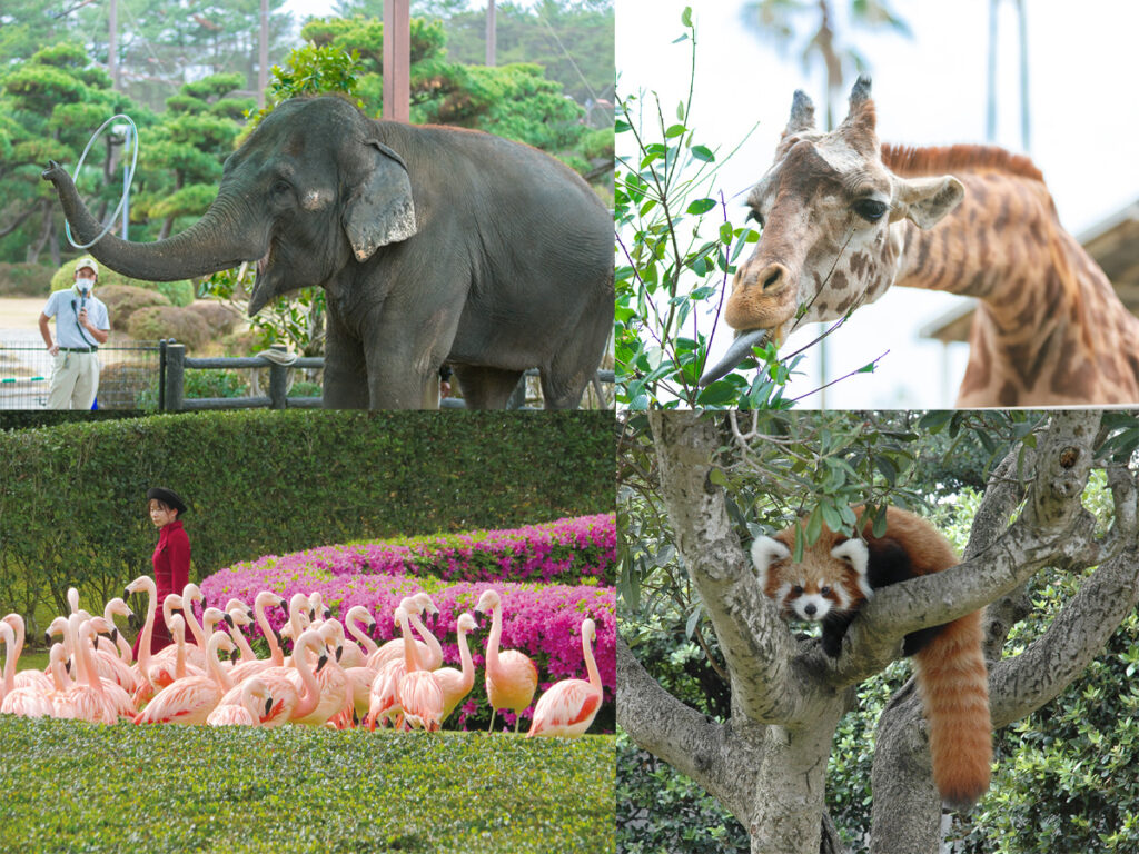 フェニックス動物園