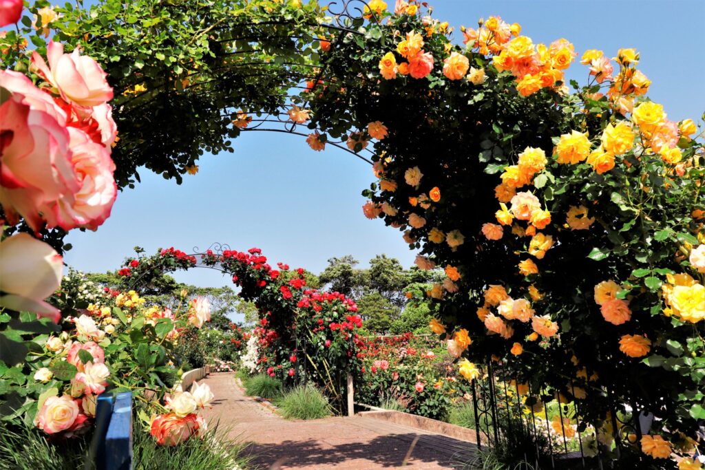 ローズガーデン