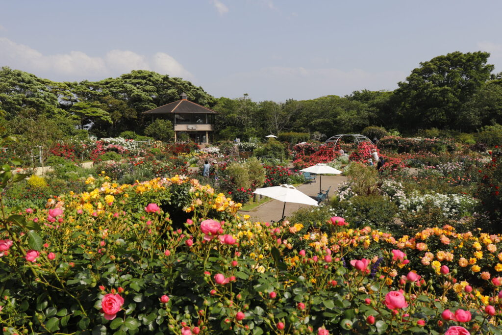 ローズガーデン