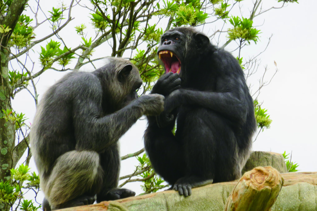 フェニックス自然動物園チンパンジー