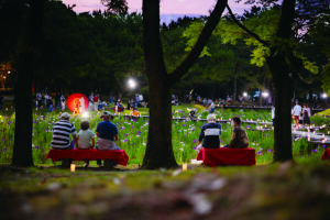 阿波岐原森林公園花しょうぶまつり