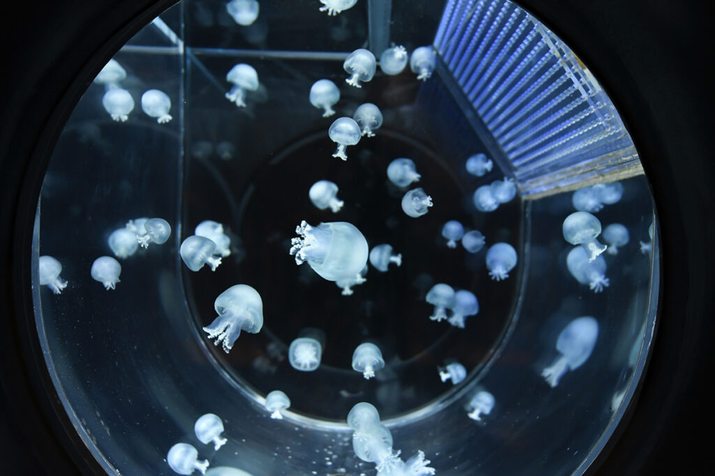 いおワールドかごしま水族館