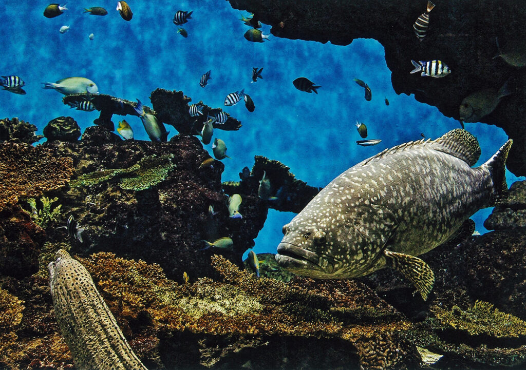 かごしま水族館
