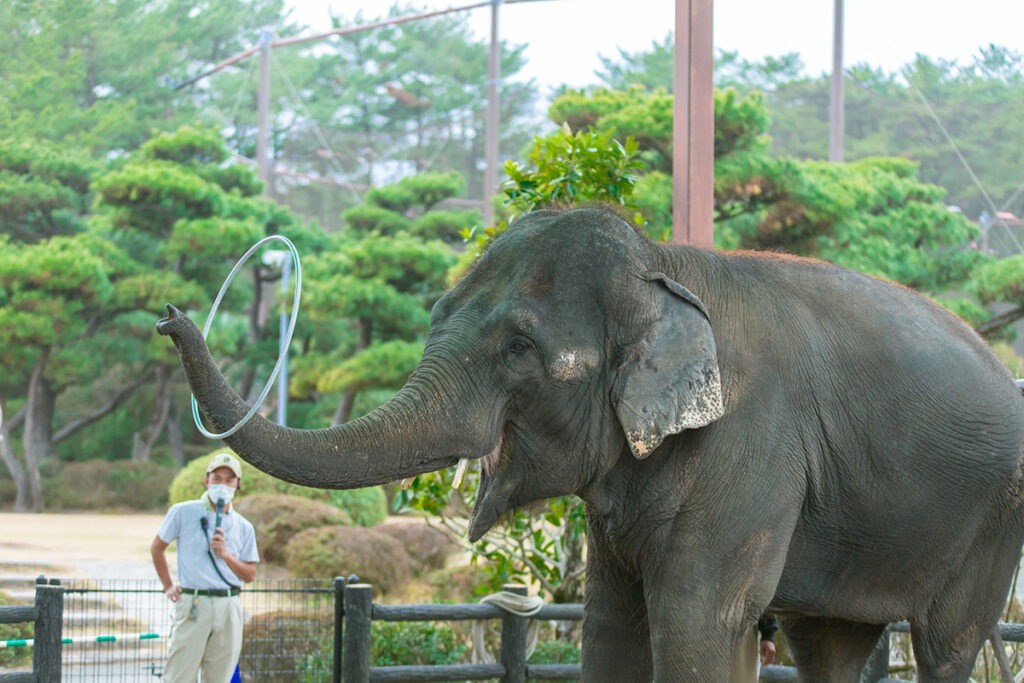フェニックス自然動物園のゾウ